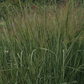 Garten-Ruten-Hirse 'Cloud Nine'