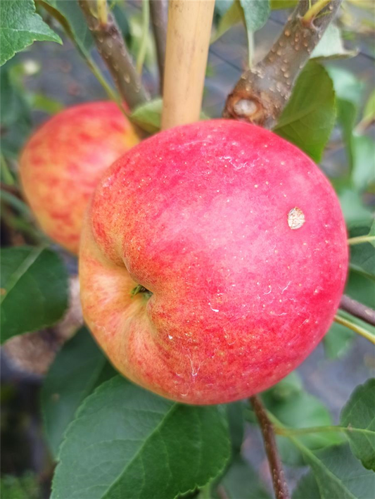Herbstapfel 'Rebella'®