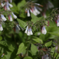 Garten-Beinwell 'Hidcote Blue'