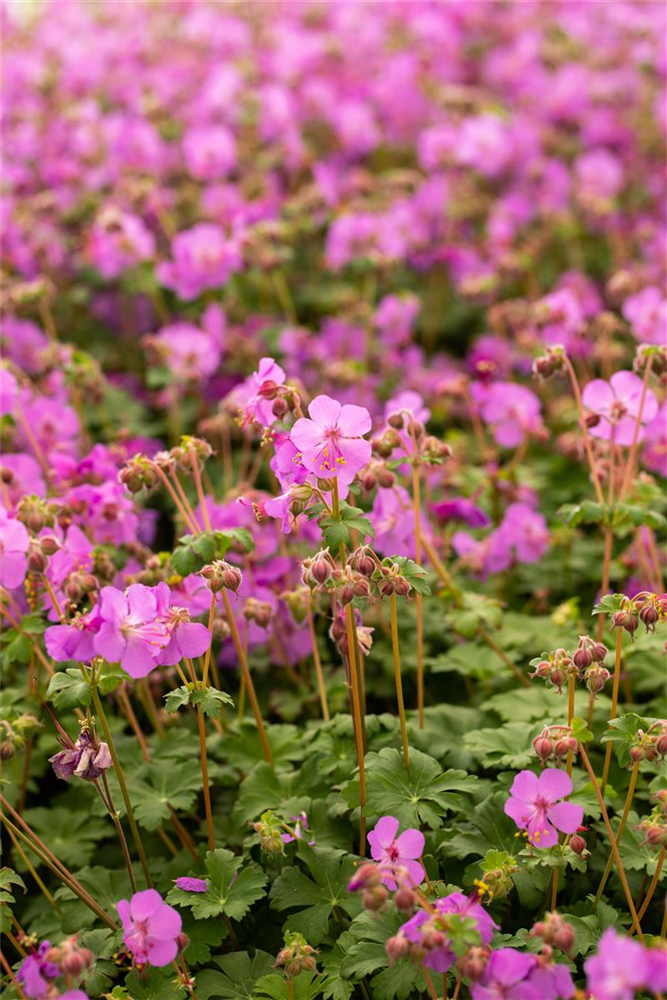 Geranium macrorrhizum 'Bevan'