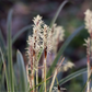 Carex morrowii 'Variegata'