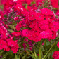 Hohe Flammenblume