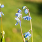 Sibirischer Blaustern  - 10 Blumenzwiebeln