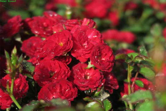 Zwergrose 'Mandy'®