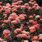 Edelrose 'Fairest Cape'