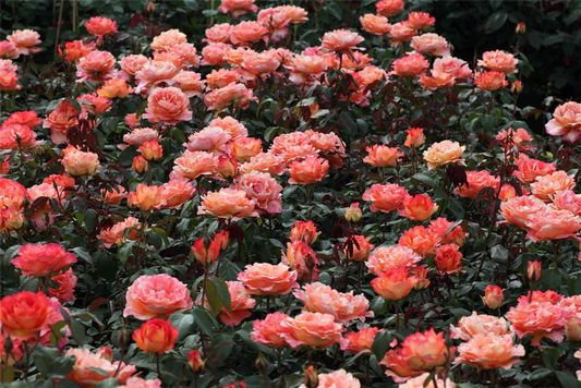 Edelrose 'Fairest Cape'