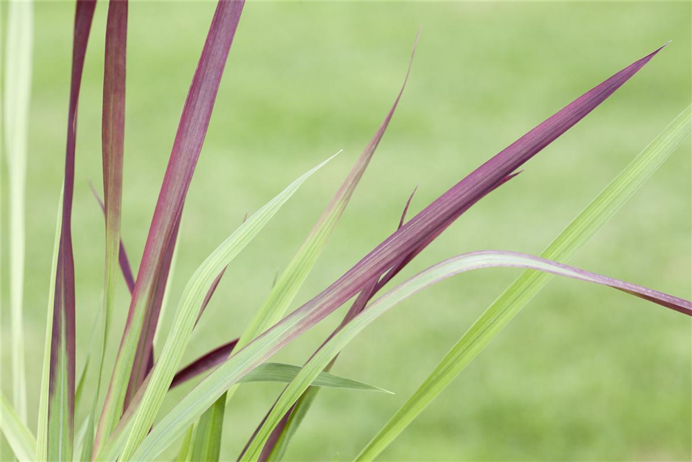 Imperata cylindrica var.koenig.'Red Baron'