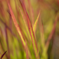 Imperata cylindrica var.koenig.'Red Baron'