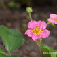 Garten-Zier-Erdbeere 'Pink Panda'®