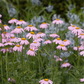 Bunte Garten-Margerite 'Robinsons Rosa'