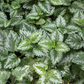 Lamiastrum galeobdolon 'Florentinum'