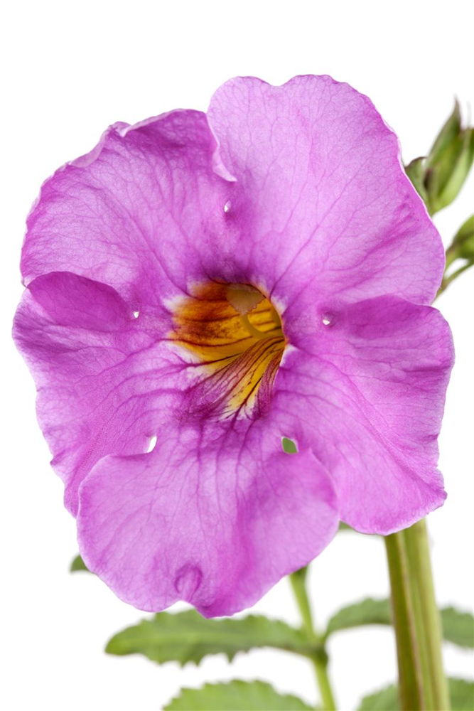 Incarvillea delavayi