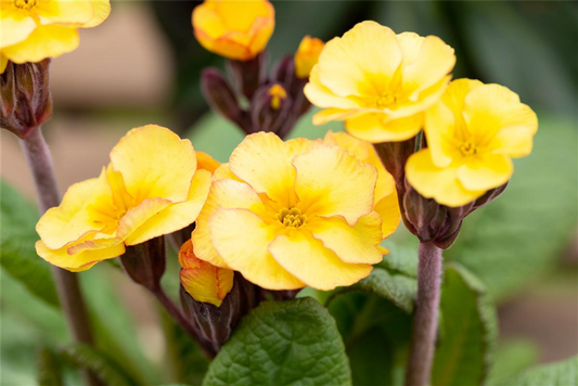 Echte Schlüsselblume
