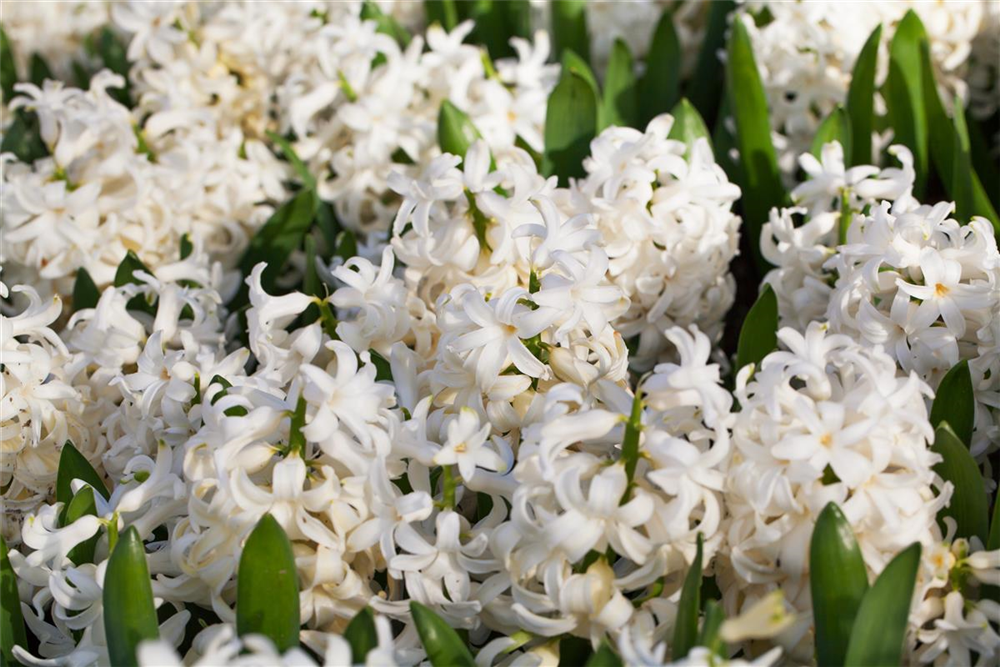 Hyazinthe 'White Pearl' - 5 Blumenzwiebeln