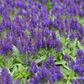 Garten-Blüten-Salbei 'Marcus'®