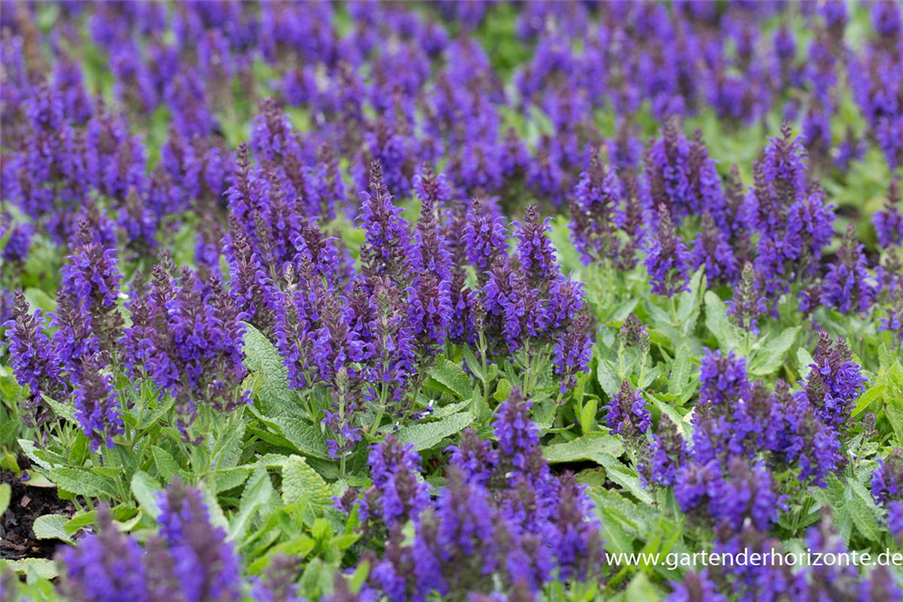 Garten-Blüten-Salbei 'Marcus'®