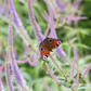 Garten-Kandelaberehrenpreis 'Fascination'