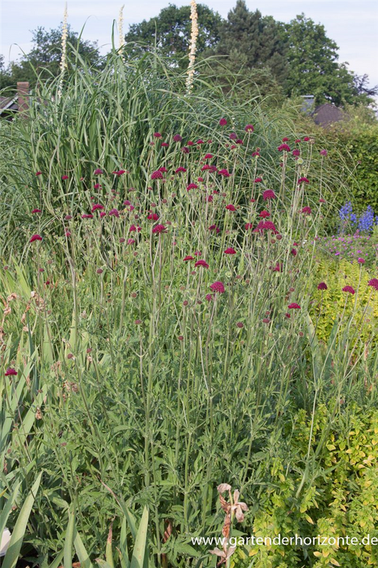 Mazedonische Witwenblume