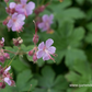 Geranium macrorrhizum 'Ingwersen'