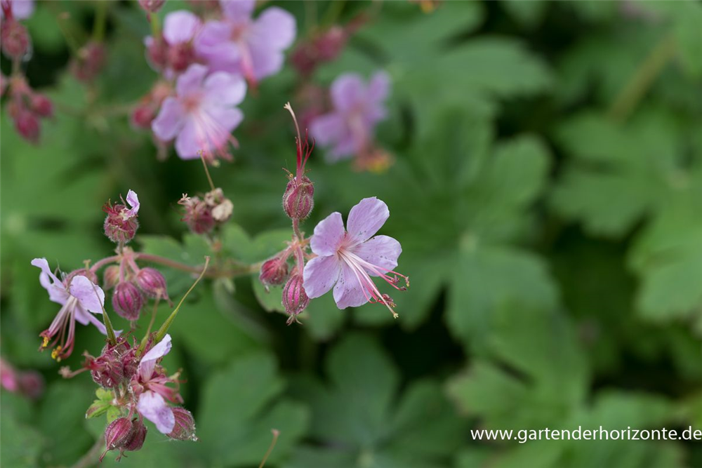 Geranium macrorrhizum 'Ingwersen'