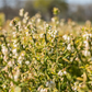 Heidelbeere 'Hortblue Petite'®