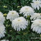 Großblumige Garten-Margerite 'Eisstern'