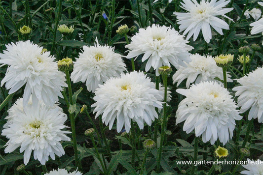 Großblumige Garten-Margerite 'Eisstern'