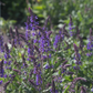 Garten-Blüten-Salbei 'Mainacht'