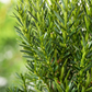 Eibe 'Hillii'