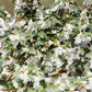 Burkwoods Duftblüte