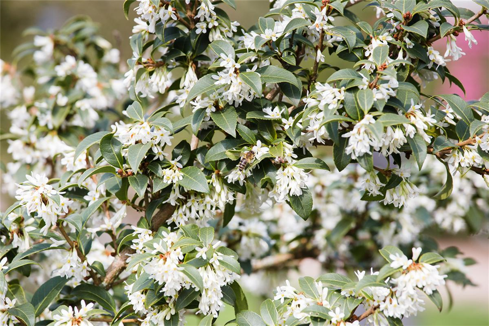 Burkwoods Duftblüte