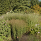 Garten-Ruten-Hirse 'Cloud Nine'