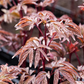 Garten-Pfingstrose 'Karl Rosenfield'