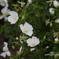 Garten-Schnee-Storchschnabel 'Album'