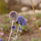 Kugeldistel