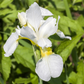 Iris sibirica