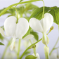 Hohe Garten-Herzblume 'Alba'