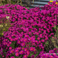 Garten-Kissen-Aster 'Starlight'