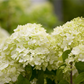 Rispenhortensie 'Limelight'(s)