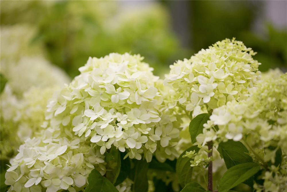 Rispenhortensie 'Limelight'(s)