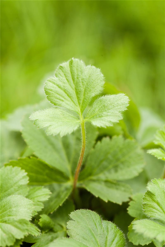 Dreiblättrige Waldsteinie