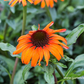 Garten-Scheinsonnenhut 'Tangerine Dream'®
