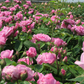 Englische Strauchrose 'Gertrude Jekyll'®