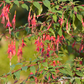 Garten-Fuchsie