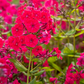 Hohe Flammenblume