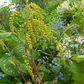 Chiastophyllum oppositifolium