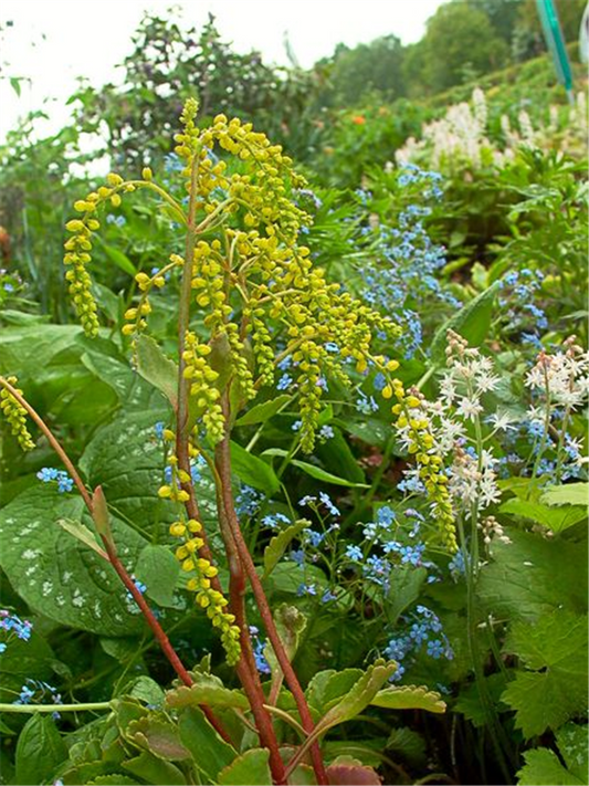 Chiastophyllum oppositifolium