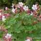Geranium macrorrhizum 'Spessart'