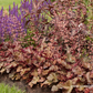 Heuchera x cult.'Chocolate Ruffles'  -R-