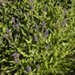 Garten-Blüten-Salbei 'Rügen'